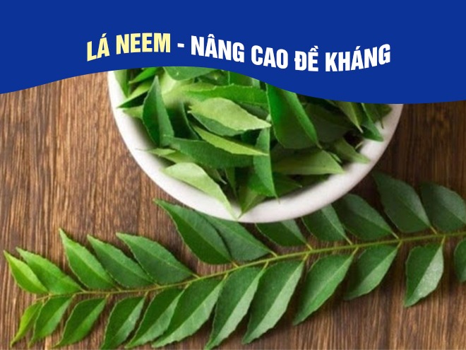 La-neem-giup-tang-cuong-suc-de-khang-va-lam-giam-trieu-chung-cua-benh-soi